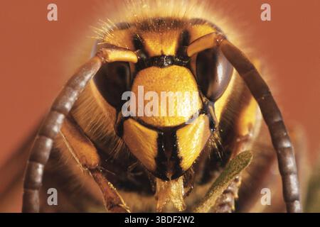 Hornet (Vespa crabro) Banque D'Images
