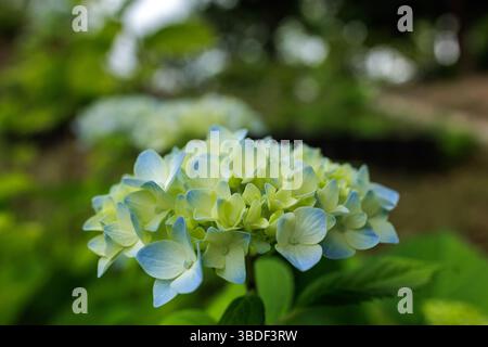 Gros plan détaillé et éclatant de fleurs d'hortensia colorées bleues au milieu d'un feuillage vert, capturant l'essence d'un jardin printanier paisible au Japon. Banque D'Images