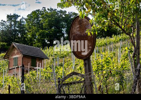 Vieux vignoble près de Stuttgart au printemps. Banque D'Images