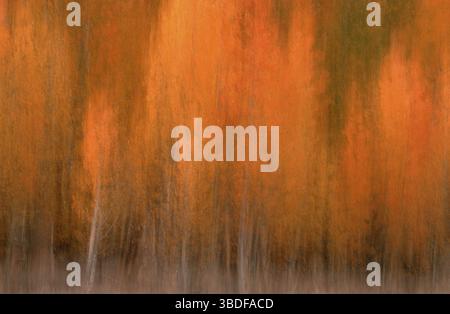 Forêt décidue en automne, Californie, Amérique du Nord (North america), paysage, horizontal, orange, abstrait, flou, June Lake, Californie, ÉTATS-UNIS Banque D'Images