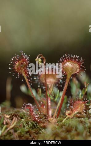 Rosée commune (Drosera rotundifolia), Rundblaettriger Sonnentau, rundblaettriger, Europa, Europe, fleischfressende Pflanzen, plantes, Sonnentaugewaechs Banque D'Images