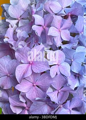 Fleurs d'hortensias. Banque D'Images