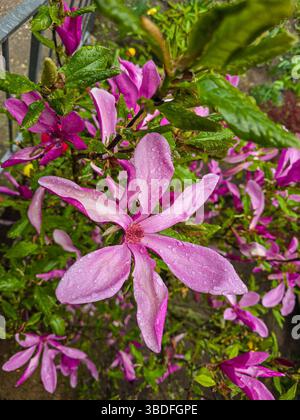 fleur de magnolia rose scintille avec des gouttes de pluie, entourée de feuilles vertes fraîches et de fleurs supplémentaires par un jour de printemps humide Banque D'Images