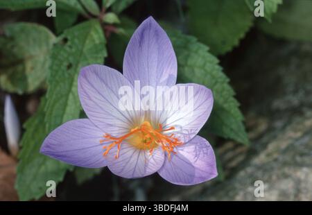 Crocus poilus (Crocus pulchellus), crocus d'automne (fleurs) (plantes) (famille de l'iris) (Iridaceae) (fleurs) (gros plan) (détail) (gros plan) (violet) (gros plan) Banque D'Images