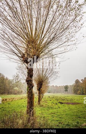 Saules dans une rangée, en automne Banque D'Images