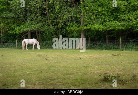 Cheval gris pâturant dans un champ avec des arbres derrière Banque D'Images