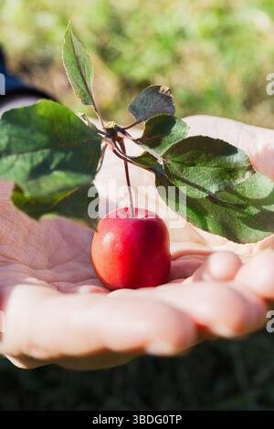 Petite pomme avec feuilles attachées et repose-tige dans un palmier humain ouvert à l'extérieur, Banque D'Images