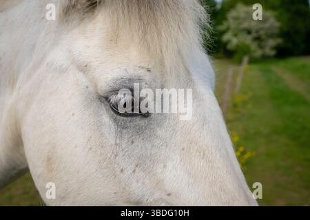 Gros plan de la tête d'un cheval gris dans un champ montrant l'œil Banque D'Images