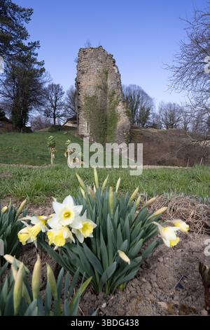 Jonquilles blanches et jaunes fleurissant au premier plan avec les ruines du château de Château Chalon en arrière-plan, dans le Jura, Bourgogne Franche Comté, Fra Banque D'Images