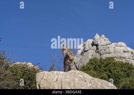 Vue rapprochée d'une jeune chèvre de montagne sauvage ibérique perchée sur un promontoire rocheux élevé sous un bleu clair ciel Banque D'Images
