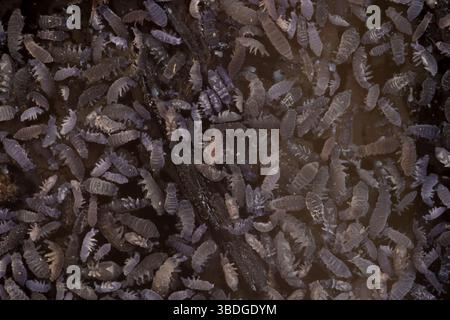 Gros plan sezonal d'agglomération d'une couche prise de minces corps en queue de printemps (collemboles) à la surface de l'eau montrant la diversité des espèces et le ton des couleurs vari Banque D'Images