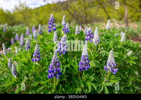 Lupin d'Alaska (Lupinus Nootkatensis) fleurs violettes vibrantes dans le canyon de Glymur à Hvalfjordur, Vesturland, Islande au printemps, vue rapprochée. Banque D'Images