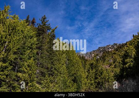 Nootka Cypress, Callitropsis nootkatensis, le long de Hurricane Ridge Road, Olympic National Park, État de Washington, États-Unis Banque D'Images