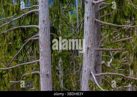 Nootka Cypress, Callitropsis nootkatensis, le long de Hurricane Ridge Road, Olympic National Park, État de Washington, États-Unis Banque D'Images