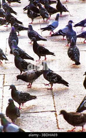 Pigeons sur la place Saint-Marc, Venise, Italie Banque D'Images