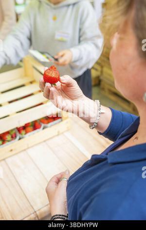 Femme tenant la fraise pendant la situation de vente, boîte en bois remplie avec des fruits frais en arrière-plan, Sindelfingen, district de Boeblingen, Allemagne, UE Banque D'Images