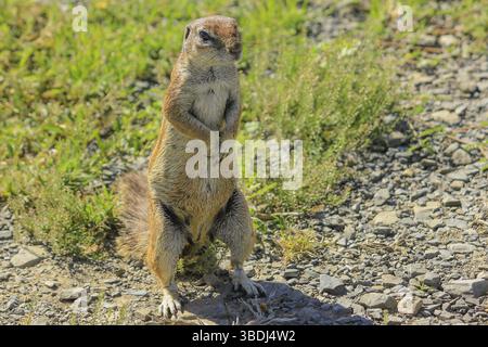 Écureuil africain debout sur le sol en Afrique du Sud. Vue de face Banque D'Images