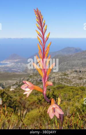 Gros plan de Watsonia tabularis, unique flore du Cap, à des espèces de Fynbos poussant au sommet de la montagne de la table, le Cap, Western Cape, Afrique du Sud, Afri Banque D'Images
