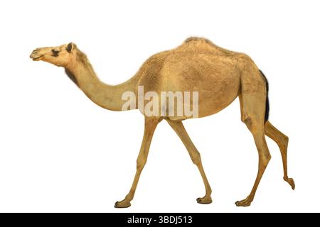 Un seul jeune dromadaire, Camelus dromedarius, également appelé chameau d'Arabie, walkin isolé sur fond blanc. Vue de côté. Emirats Arabes Unis. M Banque D'Images