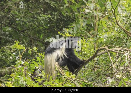 Singe colobus dans le parc national d'Arusha, Tanzanie le nom de genre vient du grec kolobos, incomplet, et se réfère à l'absence presque complète de Banque D'Images