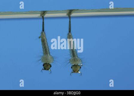 Larves de moustiques de maison, larves de moustiques communes (Culex pipiens), moustiques de maison, moustiques de maison, moustiques de mouche, moustiques Banque D'Images