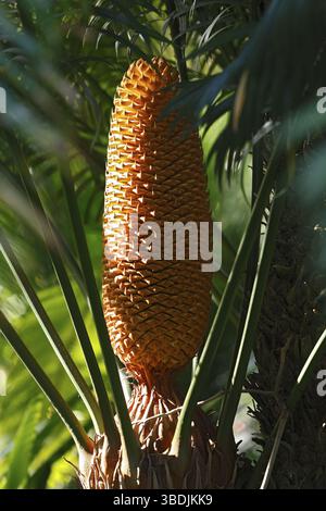 Palmier à sagou japonais, fleur, Tenerife, Îles Canaries, Espagne (Cycas circinalis) Banque D'Images