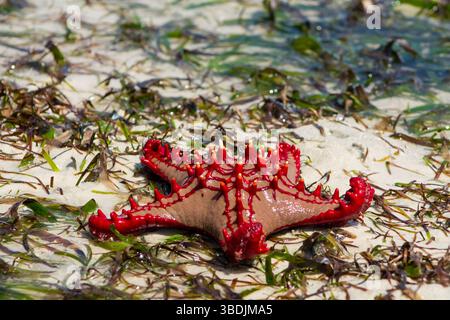 Étoile de mer à boutons rouges Protoreaster linckii sur une plage de sable avec des algues vertes. Gros plan de dessus montrant des épines rouges vives et des bras texturés Banque D'Images