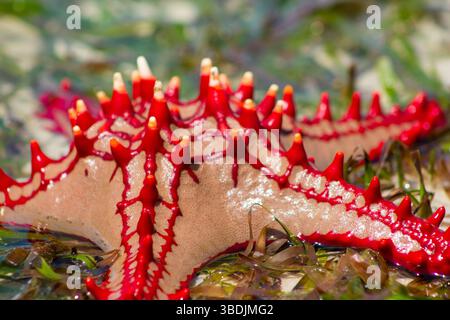 Étoile de mer à boutons rouges Protoreaster linckii sur une plage de sable avec des algues vertes. Gros plan de dessus montrant des épines rouges vives et des bras texturés Banque D'Images