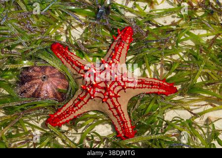 Étoile de mer à boutons rouges Protoreaster linckii sur une plage de sable avec des algues vertes. Gros plan de dessus montrant des épines rouges vives et des bras texturés Banque D'Images