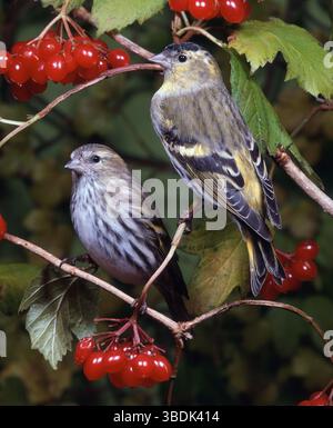 Siskines eurasiens, paire, siskines eurasiens (Carduelis spinus) (Spinus spinus), paire, europe, animaux, oiseau, oiseaux chanteurs, oiseaux chanteurs, couple, deux, mâle, fem Banque D'Images
