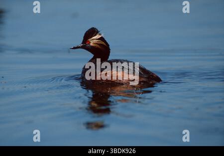 Grebe à col noir (Podiceps nigricollis), Schwarzhalstaucher, Lappentaucher Banque D'Images