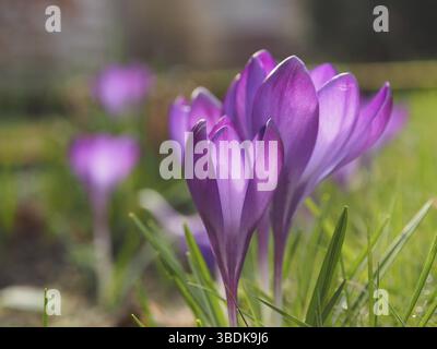 Quelques magnifiques crocus pourpre dans la ville, gros plan, nature urbaine, concept saisonnier Banque D'Images