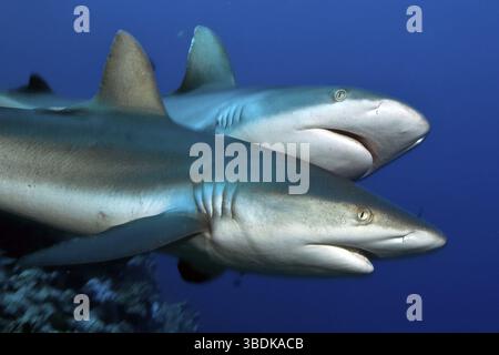 Requins gris de récif (Carcharhinus amblyrhynchos), Yap (Carcharhinus menissorah), requin à queue longue, museau libre, Micronésie, Océanie Banque D'Images