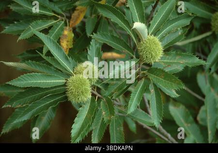 Châtaignes sur arbre, châtaignes douces (Castanea sativa), fruits sur arbre, plantes, famille du hêtre, Fagaceae, vert, paysage, horizontal, fruits châtaignier Banque D'Images