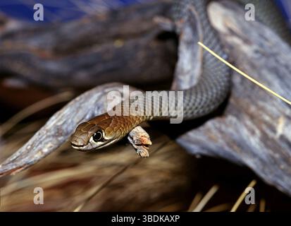 King Brown (Pseudechis australis), Australie, Océanie Banque D'Images