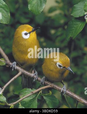Yeux blancs japonais (Zosterops japonica), yeux blancs japonais, asie, animaux, animaux, oiseau, oiseaux, vertical, adulte, paire, paire, deux, assis, assis Banque D'Images