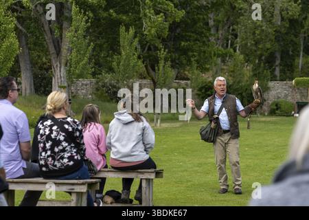 Golspie, Royaume-Uni - 25 juin 2022 : falconer et falconer pèlerin lors d'un spectacle dans les jardins du château de Dunrobin Banque D'Images