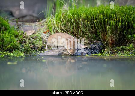campagnard, Clethrionomys glareolus Banque D'Images