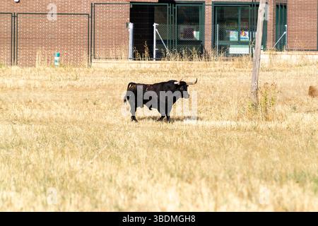 Un taureau noir marche à travers un champ sec doré près d'une structure en briques par une journée ensoleillée, profitant du temps chaud. Banque D'Images