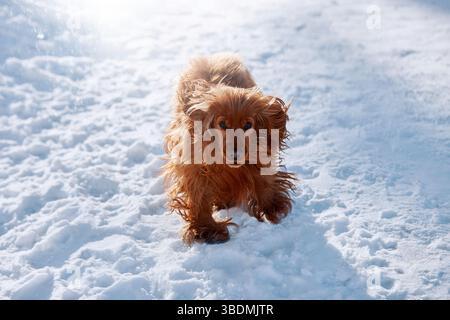 Épagneul joyeux courant sur la glace, ludique et énergique, glissant légèrement dans une scène hivernale amusante. Spaniel courant dans la neige Banque D'Images