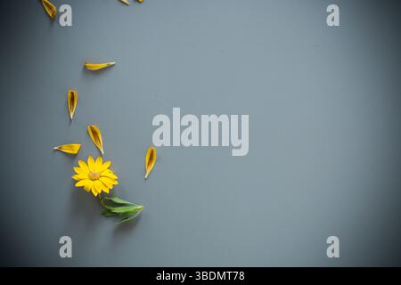 Fleurs jaunes et violettes vives sur un fond gris. Banque D'Images