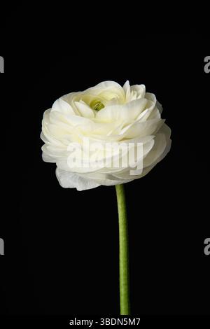 Une fleur de Ranunculus sur fond noir. Photo verticale. Style. Gros plan universel. Photo dans un cadre. Banque D'Images