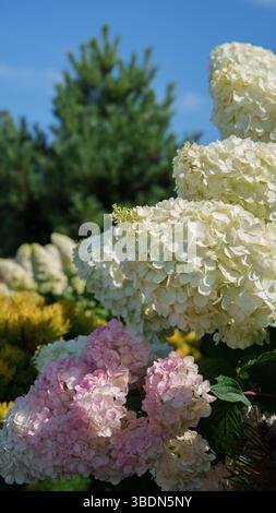 Parterre de fleurs. Fleurs hortensias blanches et roses. Nature. Photo verticale. Banque D'Images
