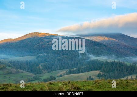 Carpates ukrainiennes d'été. Léger brouillard matinal dans une vallée de montagne boisée Banque D'Images