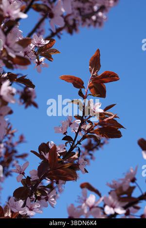 Vue en bas angle, les prunes fleurissent au printemps. Ciel bleu clair. Placer pour le texte. Banque D'Images