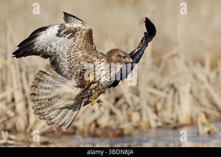 DATE D'ENREGISTREMENT NON INDIQUÉE der perfekte moment... Mäusebussard *Buteo buteo* kurz vor dem Zugriff auf Beute, spektakuläre Flugaufnahme voller action, Aktion, heimischer Greifvogel BEI der Jagd, Wildlife, Deutschland, Europa *** le moment parfait... Buzzard *Buteo buteo* peu de temps avant d'accéder à Prey, vol spectaculaire plein d'action, action, chasse aux oiseaux de proie indigènes, faune, Allemagne, Europe. Mecklembourg-Poméranie occidentale Deutschland, Europe Banque D'Images