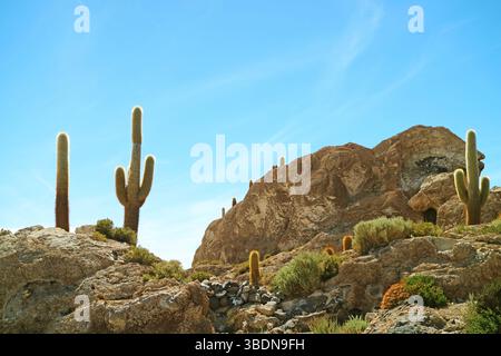 Incroyable affleurement rocheux sur les plaines salées d'Uyuni connues sous le nom d'Isla del Pescado ou Isla Incahuasi avec d'innombrables plantes de cactus géants, Bolivie, Amer du Sud Banque D'Images