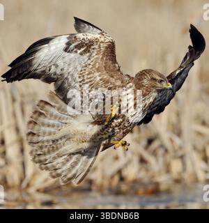 le moment parfait... Buzzard *Buteo buteo* peu de temps avant d'accéder à Prey, spectaculaire tir de vol plein d'action, d'action, chasse aux oiseaux de proie indigènes. Banque D'Images