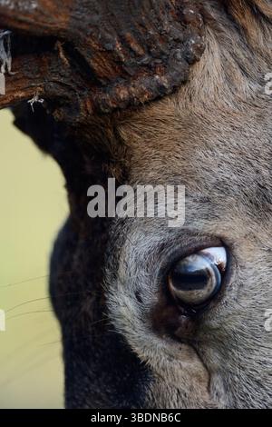 l'oeil d'un cerf rouge... Cerf rouge * Cervus elaphus *, gros plan de la tête d'un cerf majuscule Banque D'Images