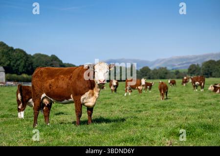 Troupeau de vaches et de veaux Hereford dans la vallée de la Lune près de Kirkby Lonsdale, Cumbria, Royaume-Uni. Banque D'Images